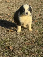 Arrow, a male Australian Shepherd for sale in Warsaw, NC – Photo 4 of 5
