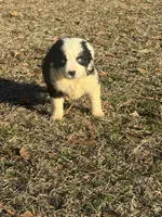 Arrow, a male Australian Shepherd for sale in Warsaw, NC – Photo 1 of 5