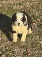 Arrow, a male Australian Shepherd for sale in Warsaw, NC – Photo 2 of 5