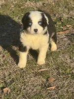 Arrow, a male Australian Shepherd for sale in Warsaw, NC – Photo 3 of 5