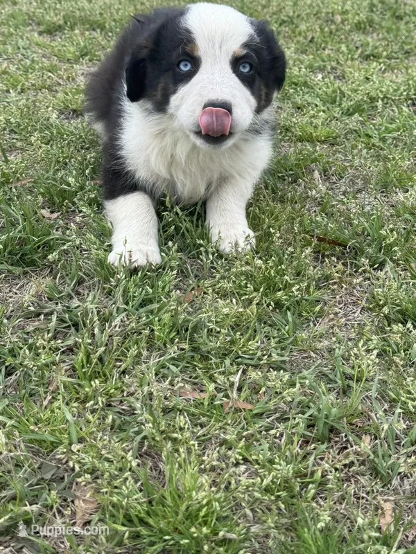 Arrow – Australian Shepherd puppy for sale in Warsaw, NC