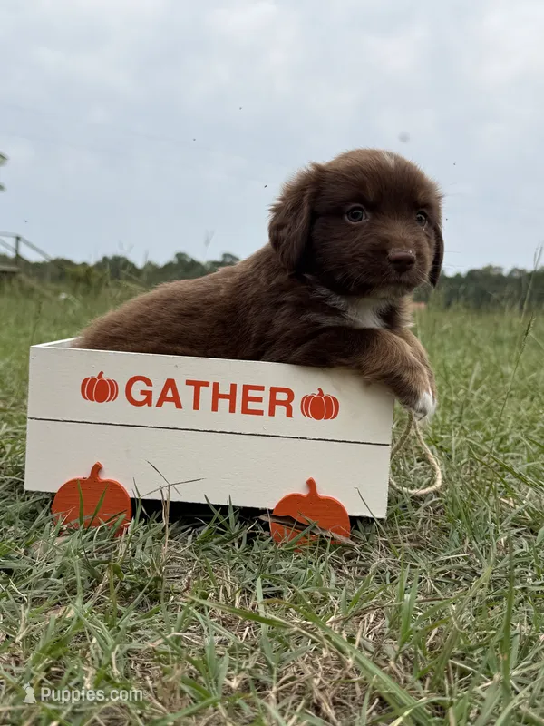 Cooper – Australian Shepherd puppy for sale in Warsaw, NC