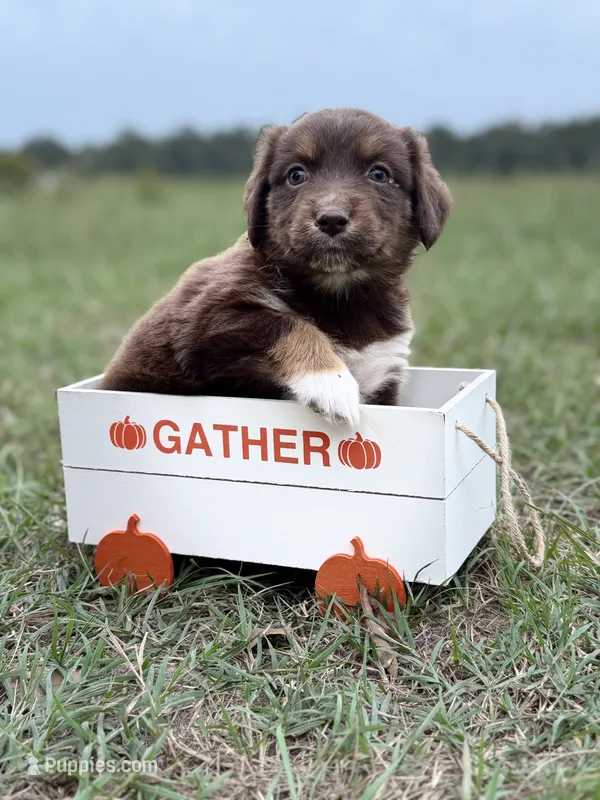 Ruby – Australian Shepherd puppy for sale in Warsaw, NC