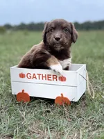 Ruby, a female Australian Shepherd for sale in Warsaw, NC – 1 of 3