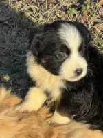 Valentine, a female Australian Shepherd for sale in Warsaw, NC – Photo 1 of 4