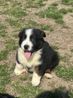 Valentino, a male Australian Shepherd for sale in Warsaw, NC – Photo 2 of 7