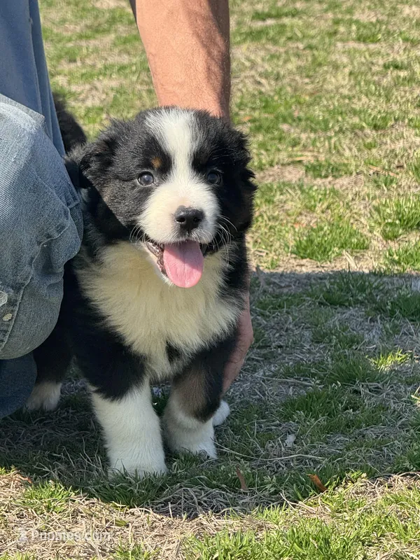 Valentino, a male Australian Shepherd for sale in Warsaw, NC – Photo 1 of 7