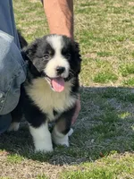 Valentino, a male Australian Shepherd for sale in Warsaw, NC – Photo 1 of 7