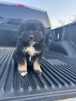 Yogi , a male Australian Shepherd for sale in Warsaw, NC – Photo 2 of 2