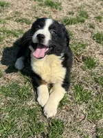 Valentine, a female Australian Shepherd for sale in Warsaw, NC – Photo 1 of 8