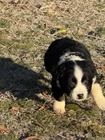 Valentino , a male Australian Shepherd for sale in Warsaw, NC – Photo 2 of 4