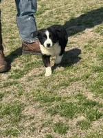 Valentine, a female Australian Shepherd for sale in Warsaw, NC – Photo 2 of 8