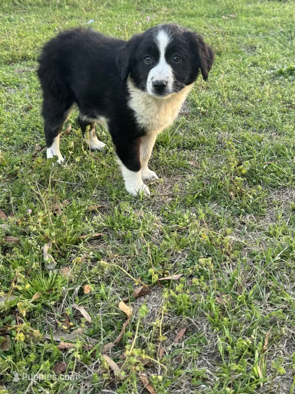 Valentine – Australian Shepherd puppy for sale in Warsaw, NC