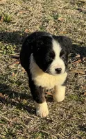 Valentino , a male Australian Shepherd for sale in Warsaw, NC – Photo 1 of 4