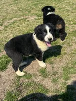 Valentine, a female Australian Shepherd for sale in Warsaw, NC – Photo 3 of 8