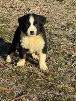 Valentino , a male Australian Shepherd for sale in Warsaw, NC – Photo 3 of 4