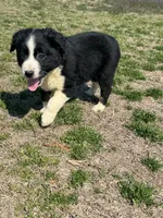 Valentine, a female Australian Shepherd for sale in Warsaw, NC – Photo 4 of 8