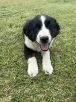 Lacy, a female Australian Shepherd for sale in Warsaw, NC – Photo 4 of 7