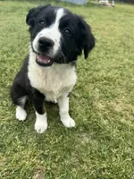 Lacy, a female Australian Shepherd for sale in Warsaw, NC – Photo 1 of 7