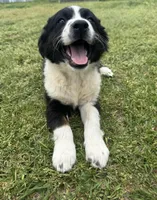 Lacy, a female Australian Shepherd for sale in Warsaw, NC – Photo 3 of 7
