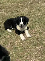 Lacy, a female Australian Shepherd for sale in Warsaw, NC – Photo 5 of 7