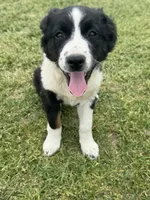 Lacy, a female Australian Shepherd for sale in Warsaw, NC – Photo 2 of 7