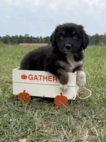 Willow, a female Australian Shepherd for sale in Warsaw, NC – 2 of 3