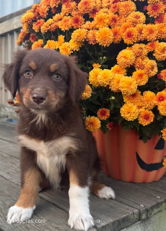 Ruby – Australian Shepherd puppy for sale in Warsaw, NC