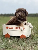 Ruby, a female Australian Shepherd for sale in Warsaw, NC – 2 of 3
