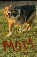 Yogi , a male Australian Shepherd for sale in Warsaw, NC – Photo 6 of 6