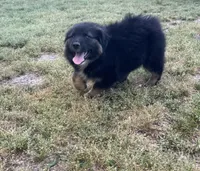 Yogi , a male Australian Shepherd for sale in Warsaw, NC – Photo 3 of 6