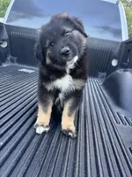 Yogi , a male Australian Shepherd for sale in Warsaw, NC – Photo 4 of 6