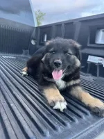 Yogi , a male Australian Shepherd for sale in Warsaw, NC – Photo 1 of 6