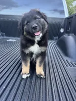 Yogi , a male Australian Shepherd for sale in Warsaw, NC – Photo 2 of 6