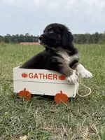Willow, a female Australian Shepherd for sale in Warsaw, NC – 3 of 3