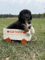 Willow, a female Australian Shepherd for sale in Warsaw, NC – 1 of 3