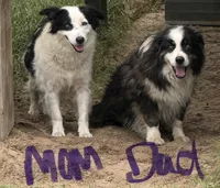 Romeo, a male Australian Shepherd for sale in Warsaw, NC – Photo 5 of 5