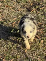 Romeo, a male Australian Shepherd for sale in Warsaw, NC – Photo 2 of 5