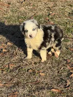 Romeo, a male Australian Shepherd for sale in Warsaw, NC – Photo 3 of 5
