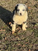 Romeo, a male Australian Shepherd for sale in Warsaw, NC – Photo 1 of 5
