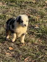 Romeo, a male Australian Shepherd for sale in Warsaw, NC – Photo 4 of 5