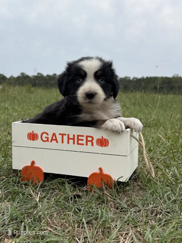 Athena  – Australian Shepherd puppy for sale in Warsaw, NC