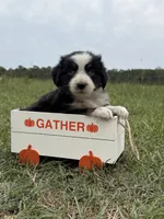 Athena , a female Australian Shepherd for sale in Warsaw, NC – 1 of 3