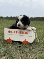Athena , a female Australian Shepherd for sale in Warsaw, NC – 2 of 3