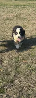 Luna, a female Australian Shepherd for sale in Warsaw, NC – Photo 2 of 6