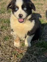Luna, a female Australian Shepherd for sale in Warsaw, NC – Photo 4 of 6