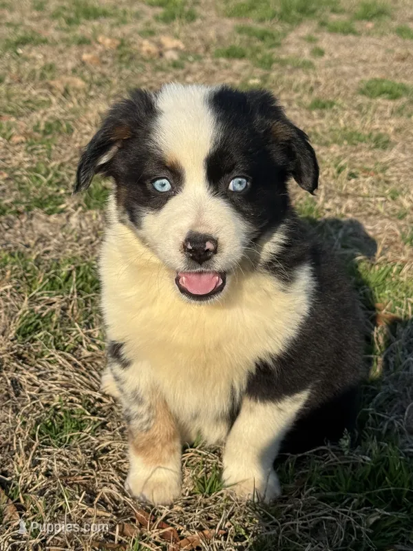 Luna, a female Australian Shepherd for sale in Warsaw, NC – Photo 1 of 6