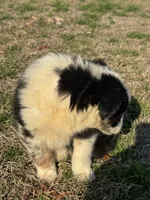 Luna, a female Australian Shepherd for sale in Warsaw, NC – Photo 3 of 6