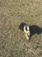 Luna, a female Australian Shepherd for sale in Warsaw, NC – Photo 5 of 6