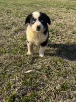 Luna, a female Australian Shepherd for sale in Warsaw, NC – Photo 6 of 6